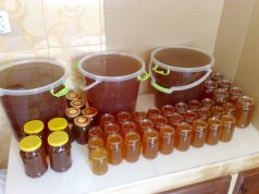 Oran : Une production de plus de 410 quintaux de Miel attendue