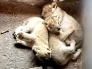 Trois lionceaux d’Afrique voient le jour au parc zoologique de Bordj Blida (Jijel)