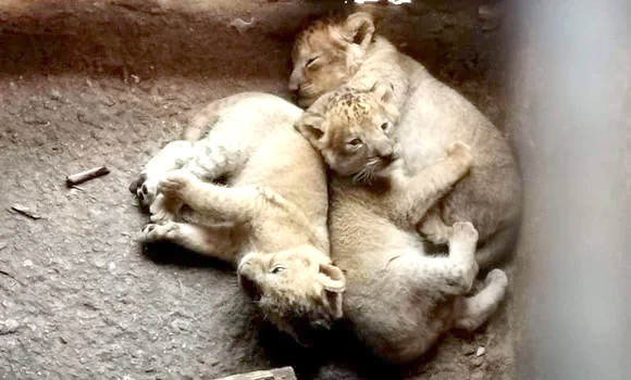 lionceaux