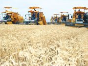 El-Bayadh : Installation d’une cellule de suivi de la campagne de moisson-battage