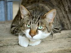 Pour propager des incendies en Calabre, Italie :« Des chats transformés en torches vivantes et lâchés dans les champs »