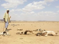 Face à la grave sécheresse en Somalie : L’ONU appelle à une aide «immédiate et urgente»