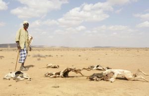 Face à la grave sécheresse en Somalie : L’ONU appelle à une aide «immédiate et urgente»