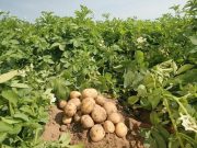 Mascara : L’innovation technologique au service de l’irrigation de la pomme de terre
