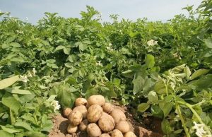 Mascara : L’innovation technologique au service de l’irrigation de la pomme de terre