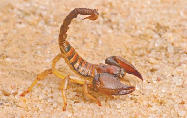 risques d'envenimation scorpionique