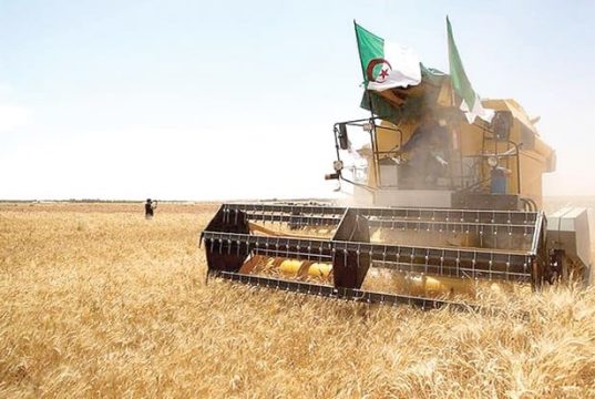 LA RECOLTE CEREALIERE DE LA SAISON S’ANNONCE PROMETTEUSE : Les grains de l’autosuffisance alimentaire