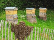 Relance de l’apiculture à Tissemsilt : Plus de 100 ruches distribuées pour stimuler la production locale