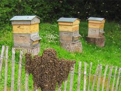 Relance de l’apiculture à Tissemsilt : Plus de 100 ruches distribuées pour stimuler la production locale