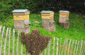 Relance de l’apiculture à Tissemsilt : Plus de 100 ruches distribuées pour stimuler la production locale
