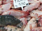 Oran : Le tilapia rouge à la conquête des tables