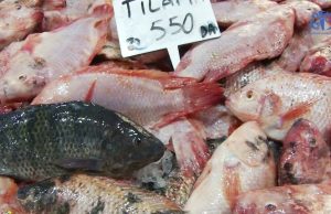 Oran : Le tilapia rouge à la conquête des tables