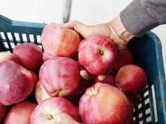 Avec 1,5 million de quintaux attendus : Coup d’envoi de la récolte des pommes à Khenchela