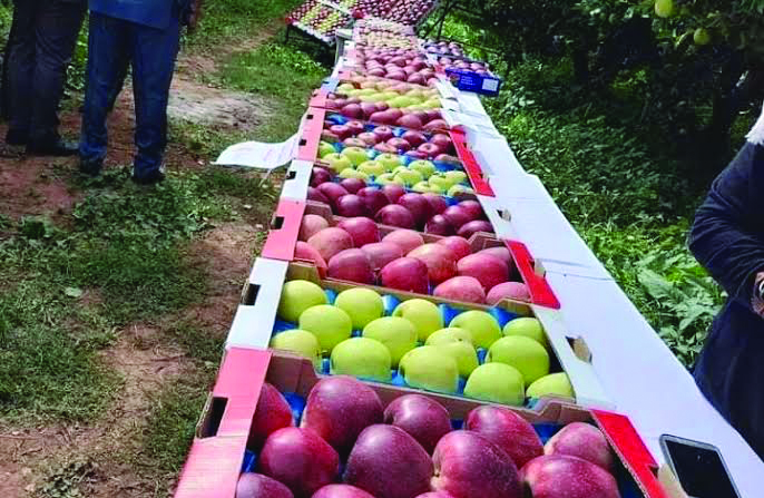 FILIÈRE POMME : Khenchela prévoit une production de plus de 2 millions de quintaux