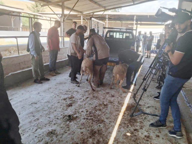Sinistrés des incendies à Tizi-Ouzou : L&rsquo;opération d&rsquo;indemnisation et de distribution du cheptel lancée