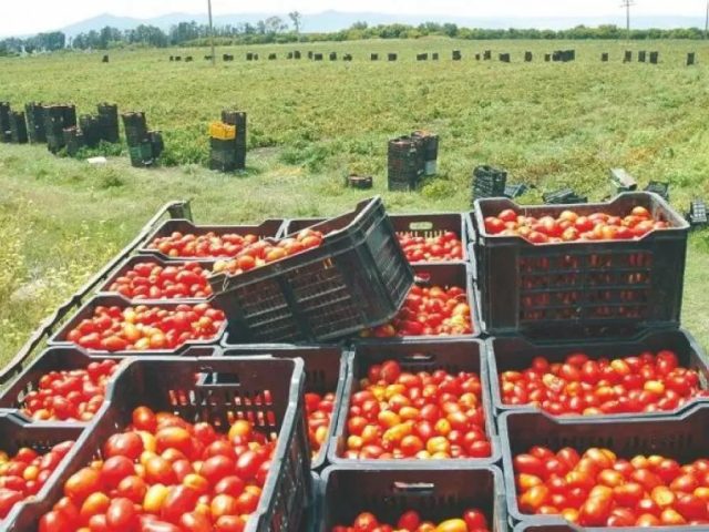 Tomate