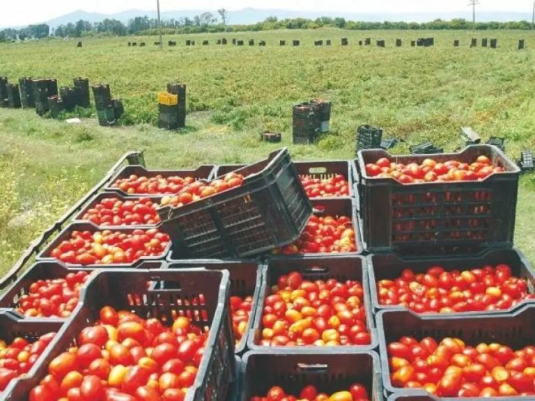 Culture de la tomate : Un secteur en pleine expansion à El-Oued