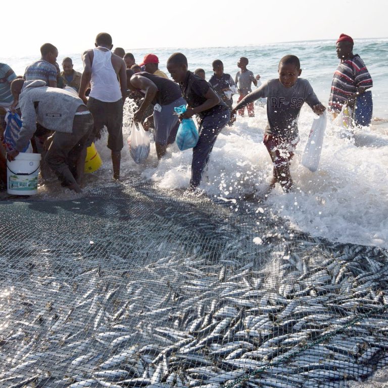 Afrique du Sud : Enquête sur de « nouveaux signalements de mortalité » de sardines le long de la côte