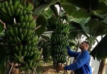 Culture de la banane à Jijel : De nouveaux sites pour étendre sa production