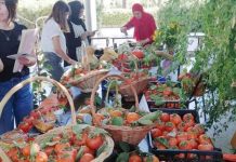 Festival de la plaquemine à Mechtras (Tizi-Ouzou) : Une 12e édition pour célébrer un fruit symbole