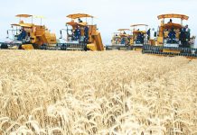 Sétif : 150 000 hectares dédiés à la filière céréalière