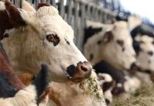 SUSPENSION DES IMPORTATIONS POUR PRÉVENTION CONTRE LA FIÈVRE APHTEUSE : Les bovins de reproduction et d’engraissement exclusivement concernés